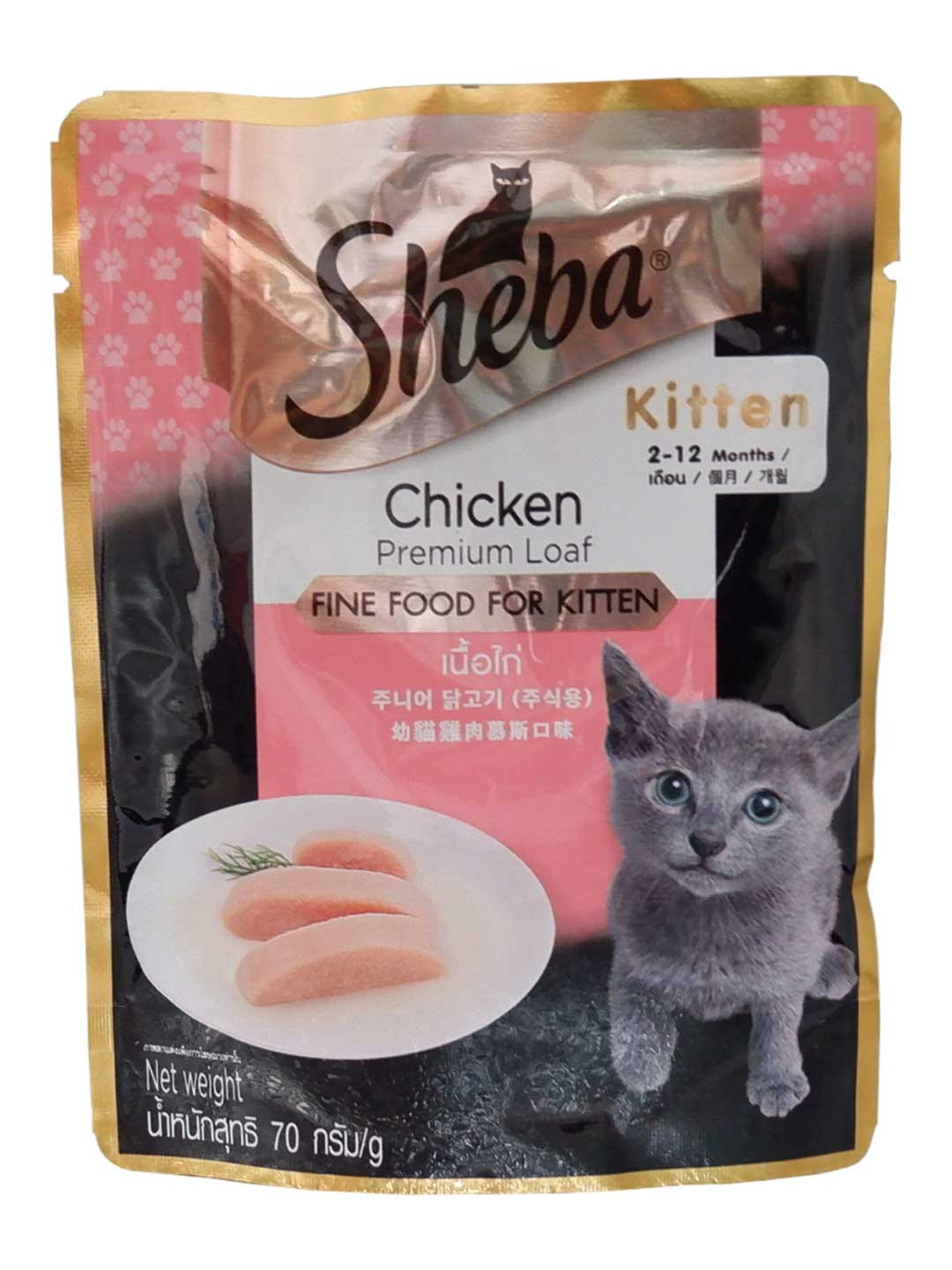 sheba kitten